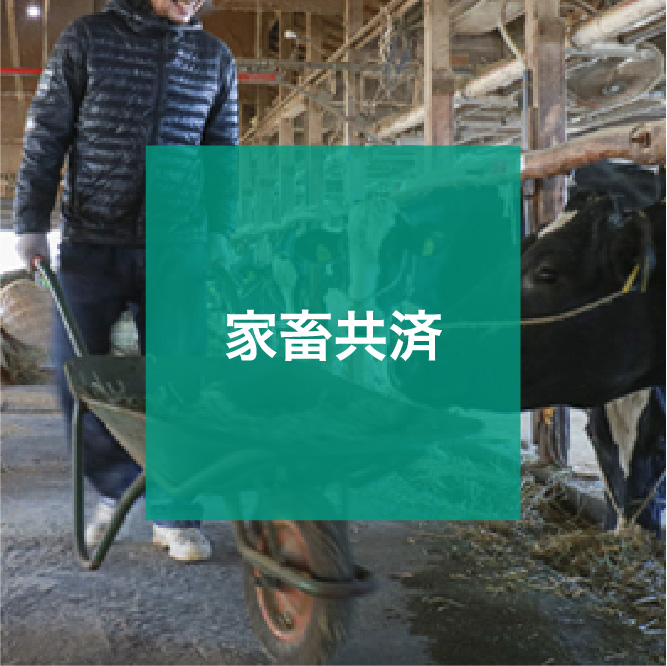 img_icon_service_家畜共済