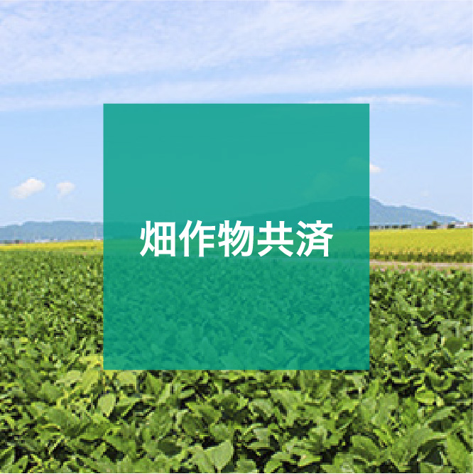 img_icon_service_畑作物共済