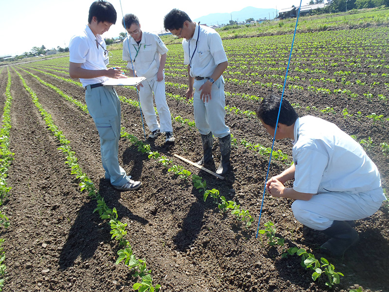 生育・病害虫発生予察調査（大豆）